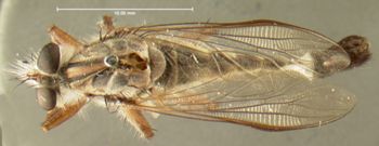 Media type: image;   Entomology 12854 Aspect: habitus dorsal view